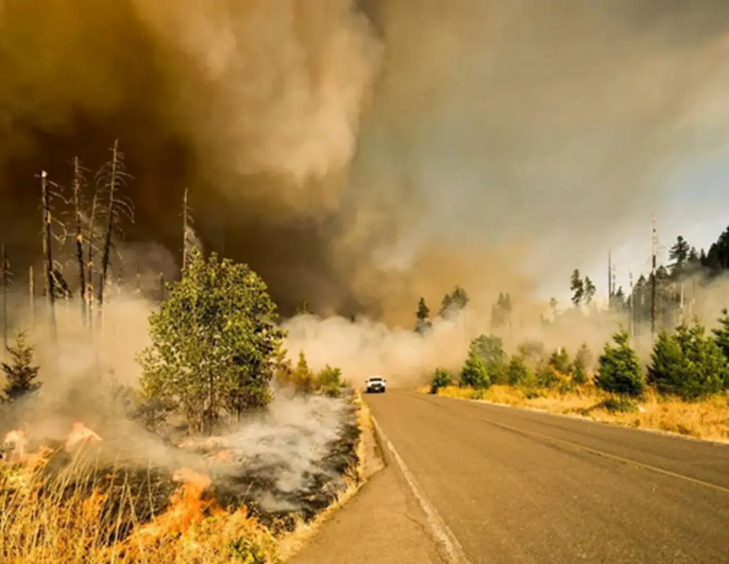bushfire-natcat-2020