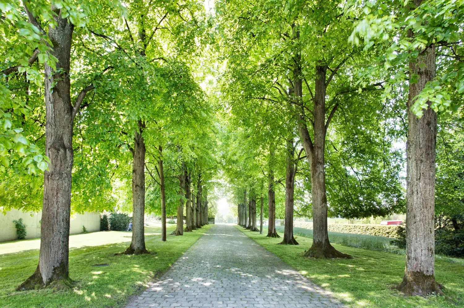14_allee