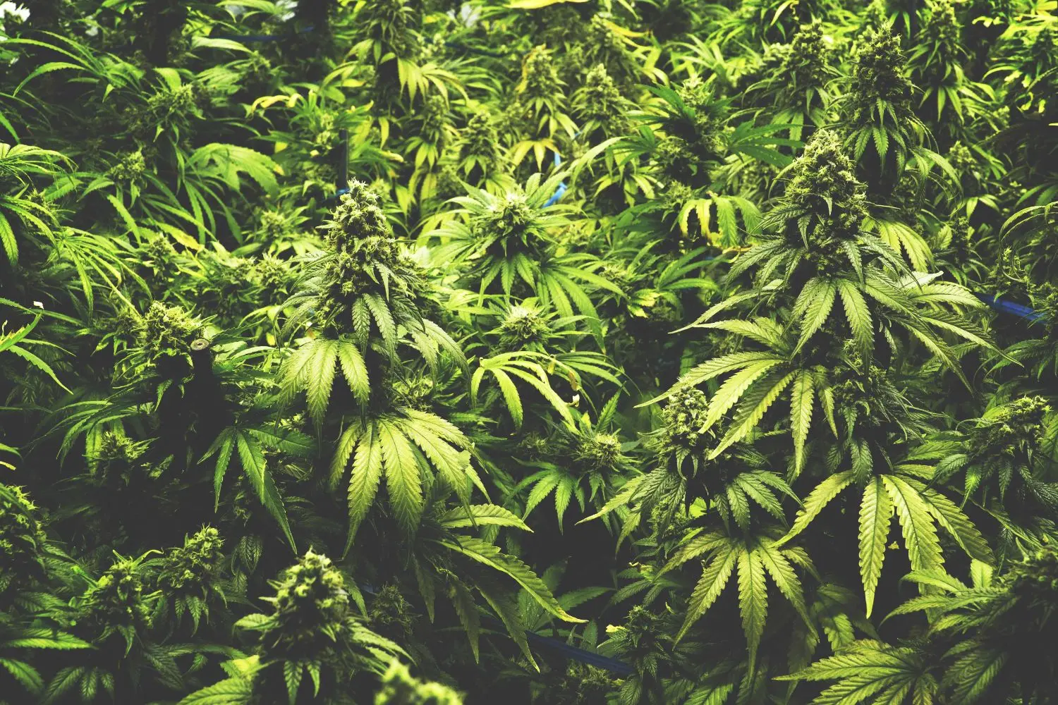 marijuana-field
