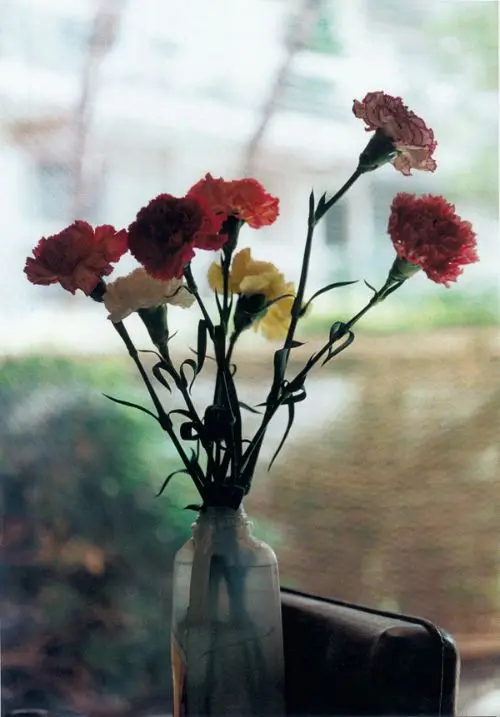 Carnations by Wolfgang Tillmans | Swiss Re Art