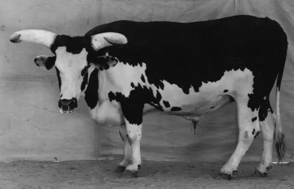 series animals by balthasar burkhard swiss re art