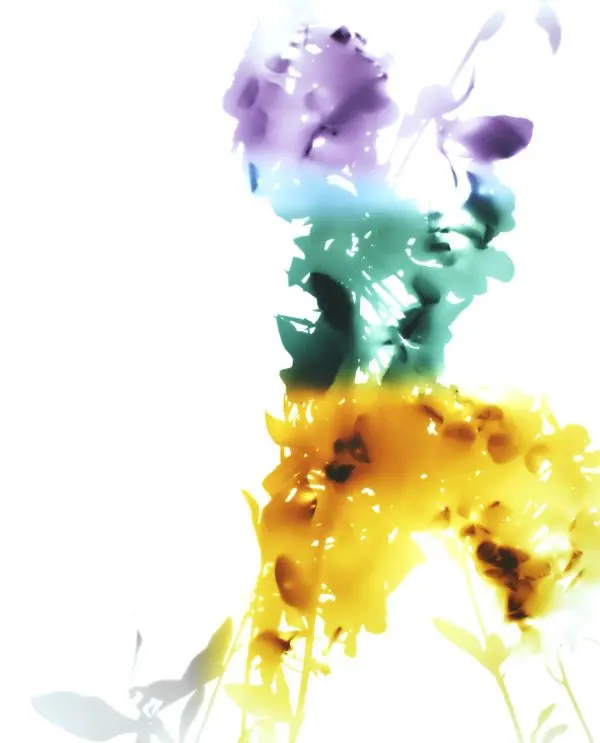 Series, Flowers 003 by James Welling | Swiss Re Art