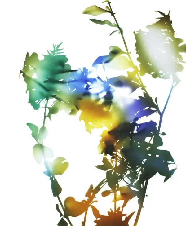Series, Flowers 010 by James Welling | Swiss Re Art