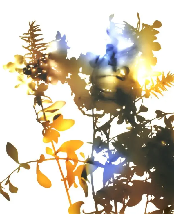 Series, Flowers 017 by James Welling | Swiss Re Art
