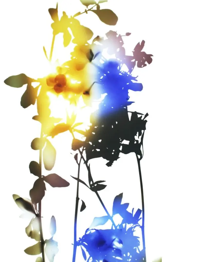 Series, Flowers 014 by James Welling | Swiss Re Art