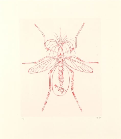 bourgeois-KL1569-mosquito