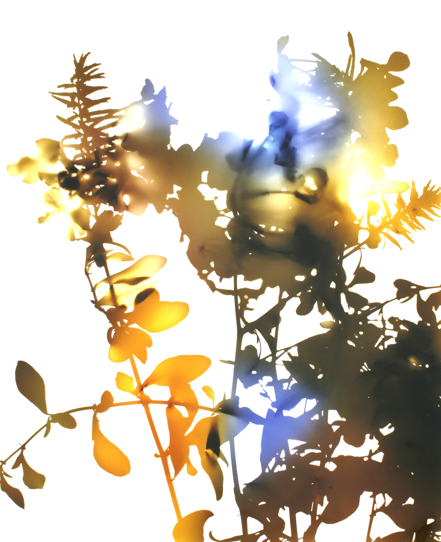Series, Flowers 017 by James Welling | Swiss Re Art